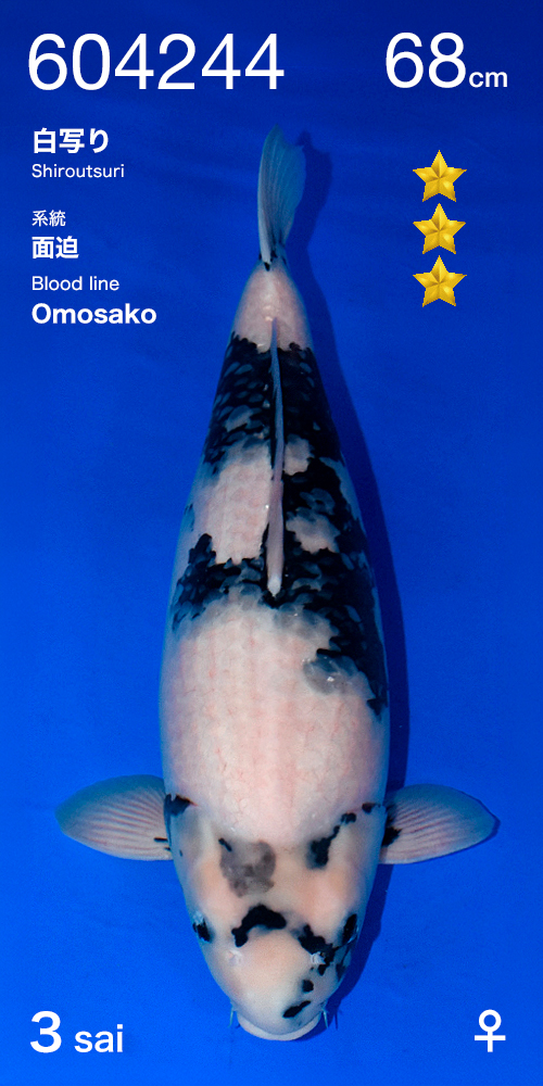 Shiro utsuri omosako 1