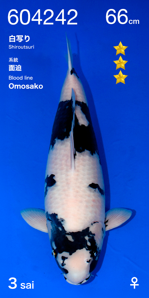 Shiro utsuri omosako 2