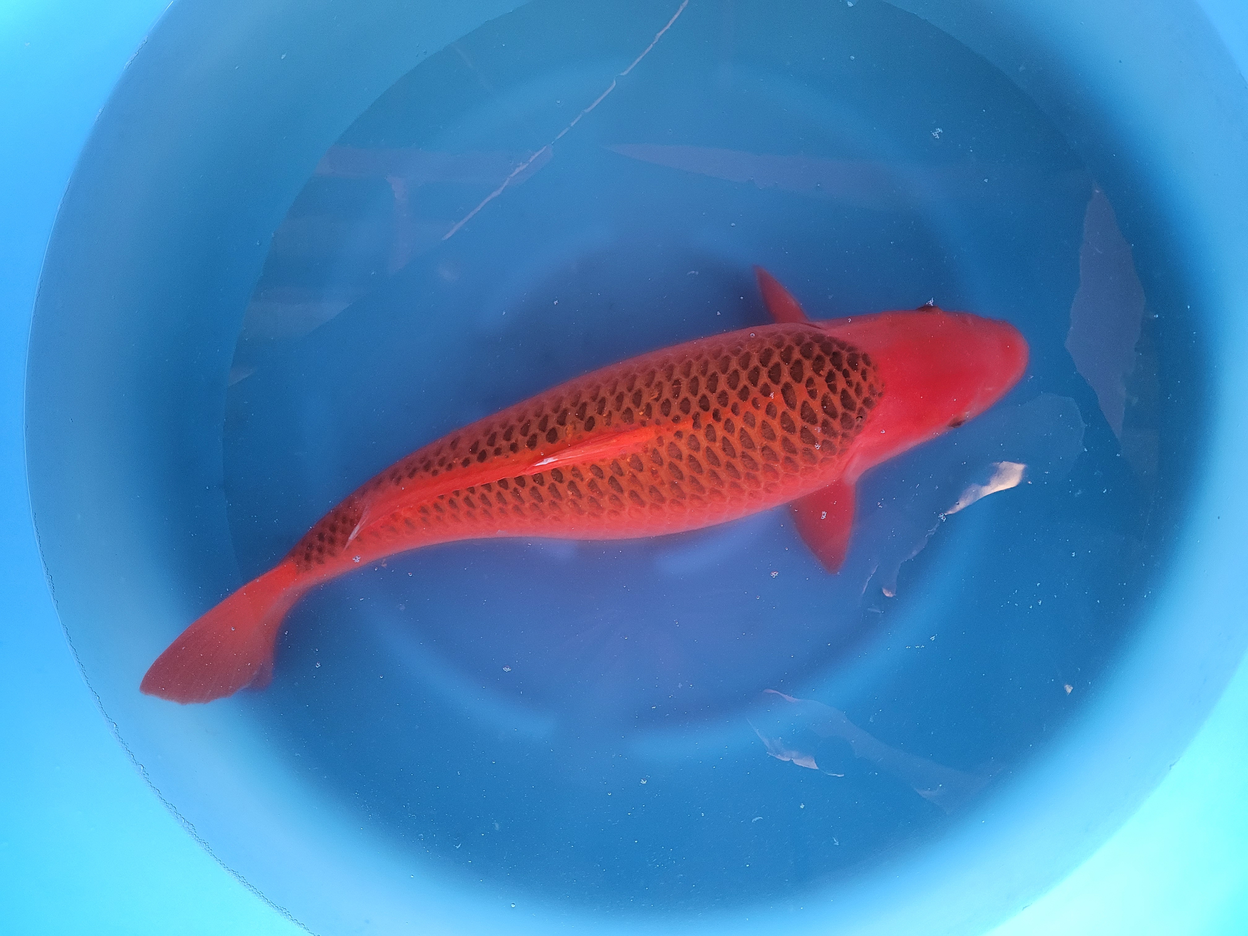Aka matsuba marusei 74cm  SOLD