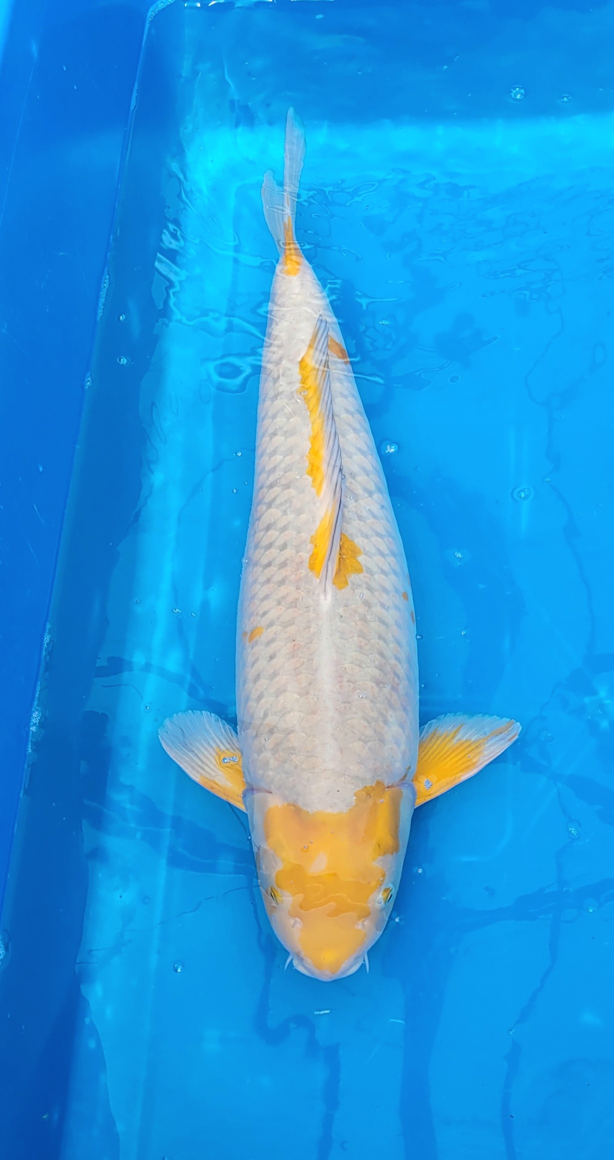 Ochiba 72cm yellow special