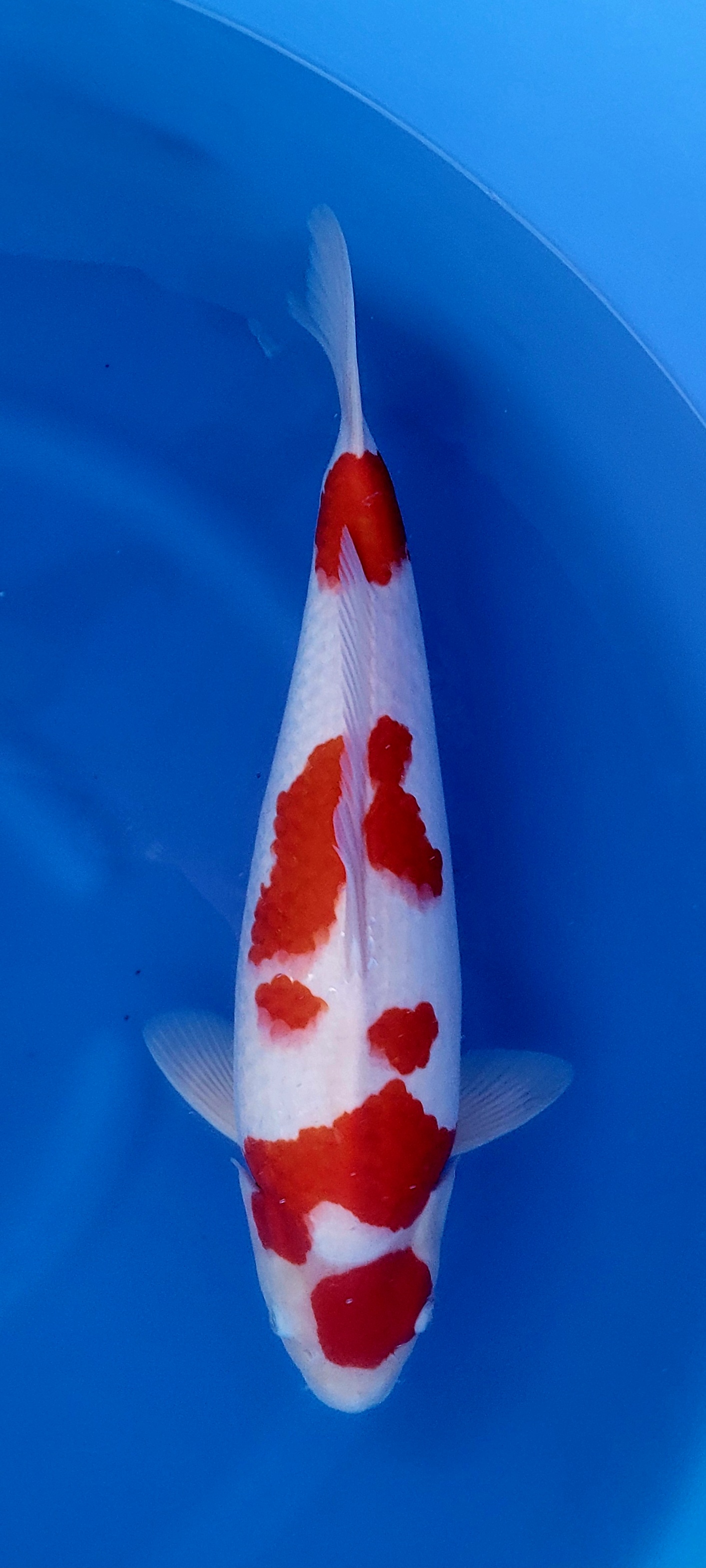 VVHQ  Kohaku 