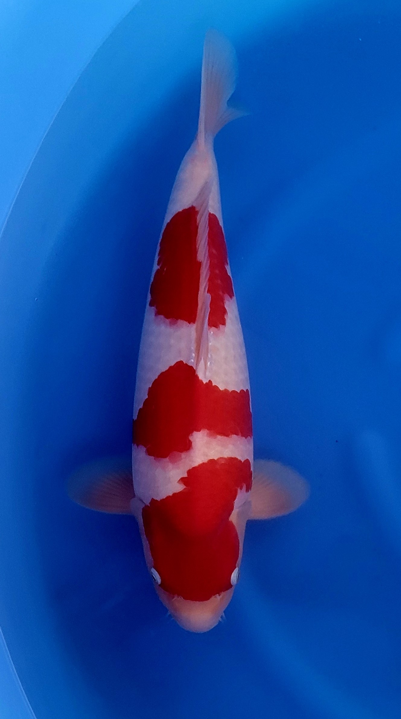Kohaku G1