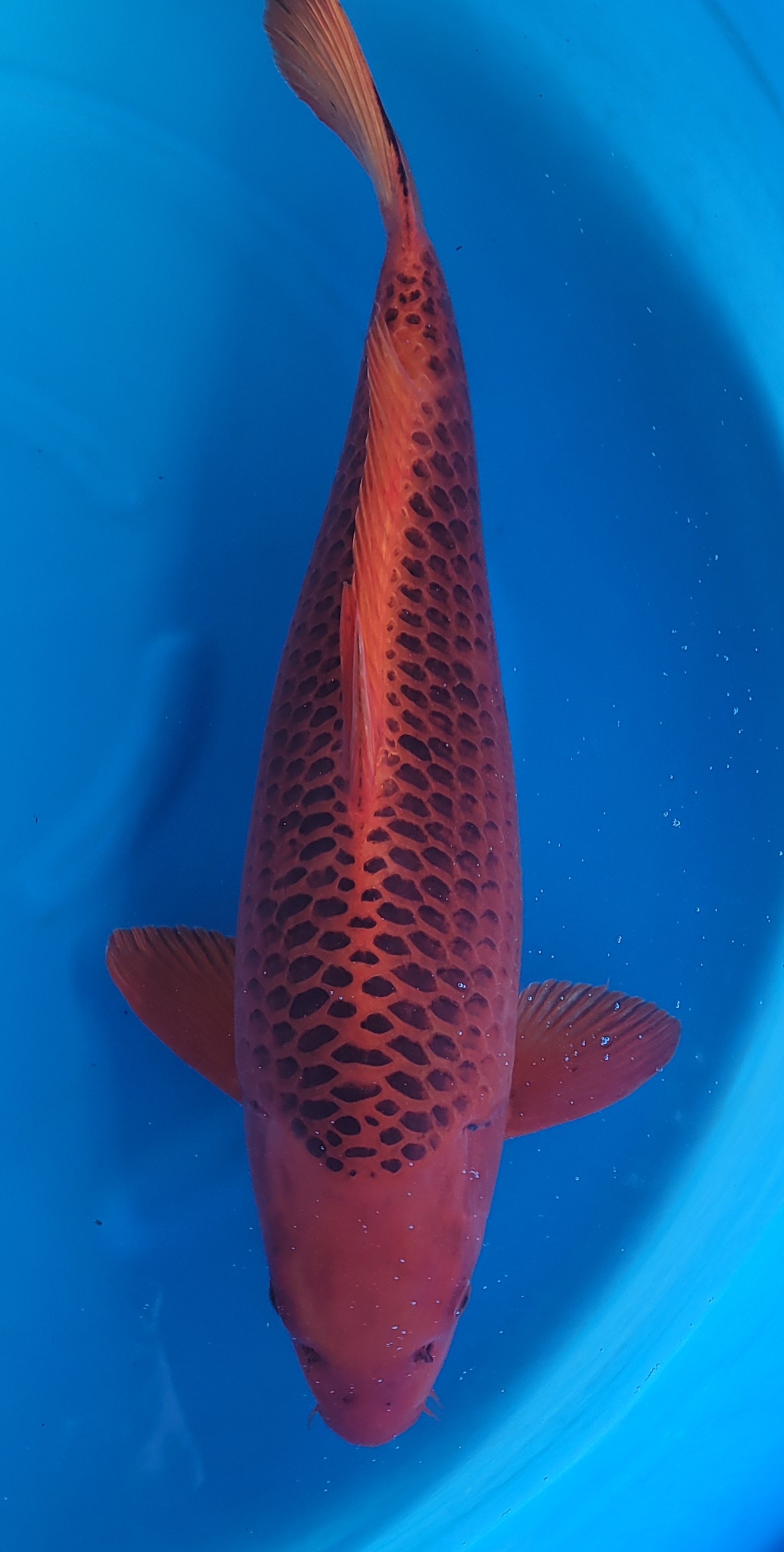 Kin Matsuba