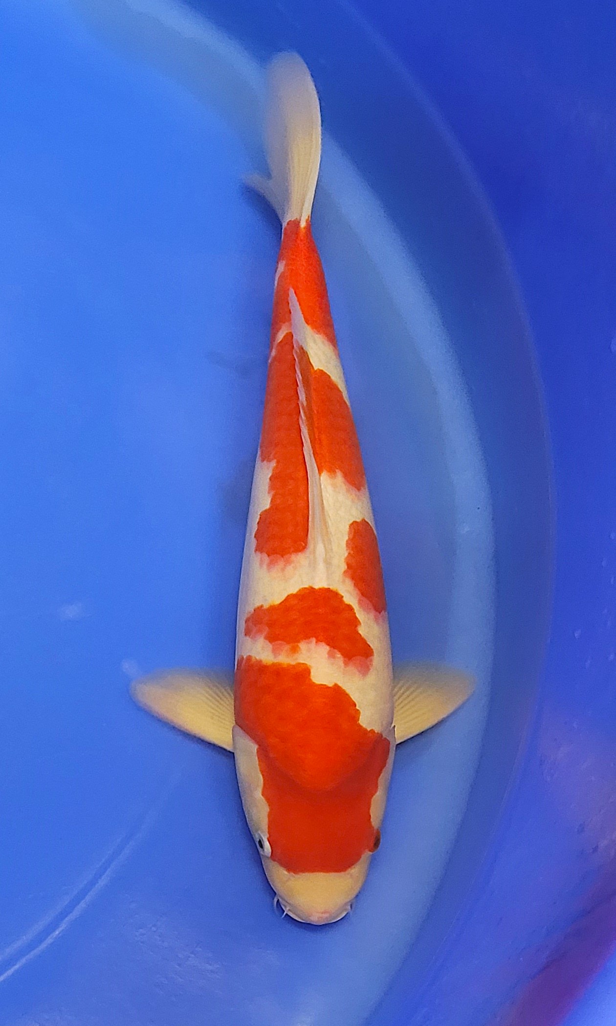 HQ Kohaku G14