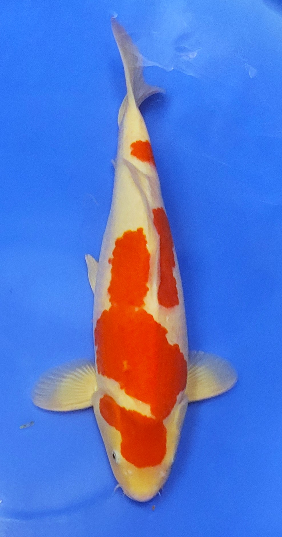 HQ Kohaku G15