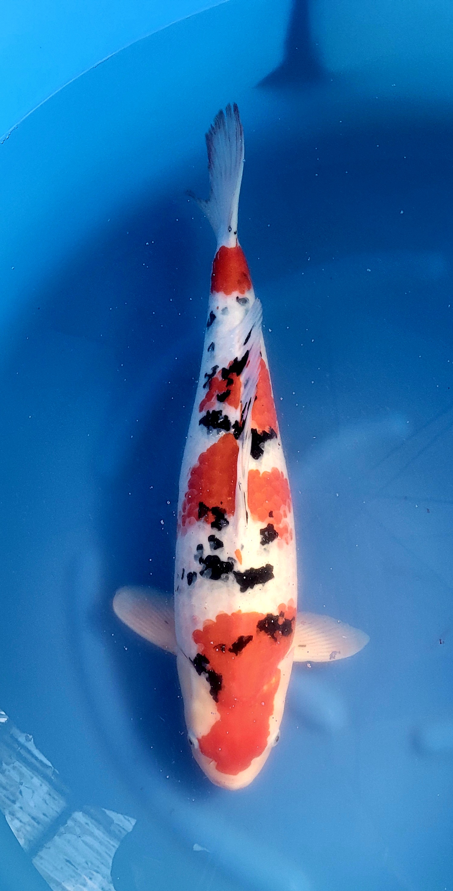 Sanke genjiro 12 azukari