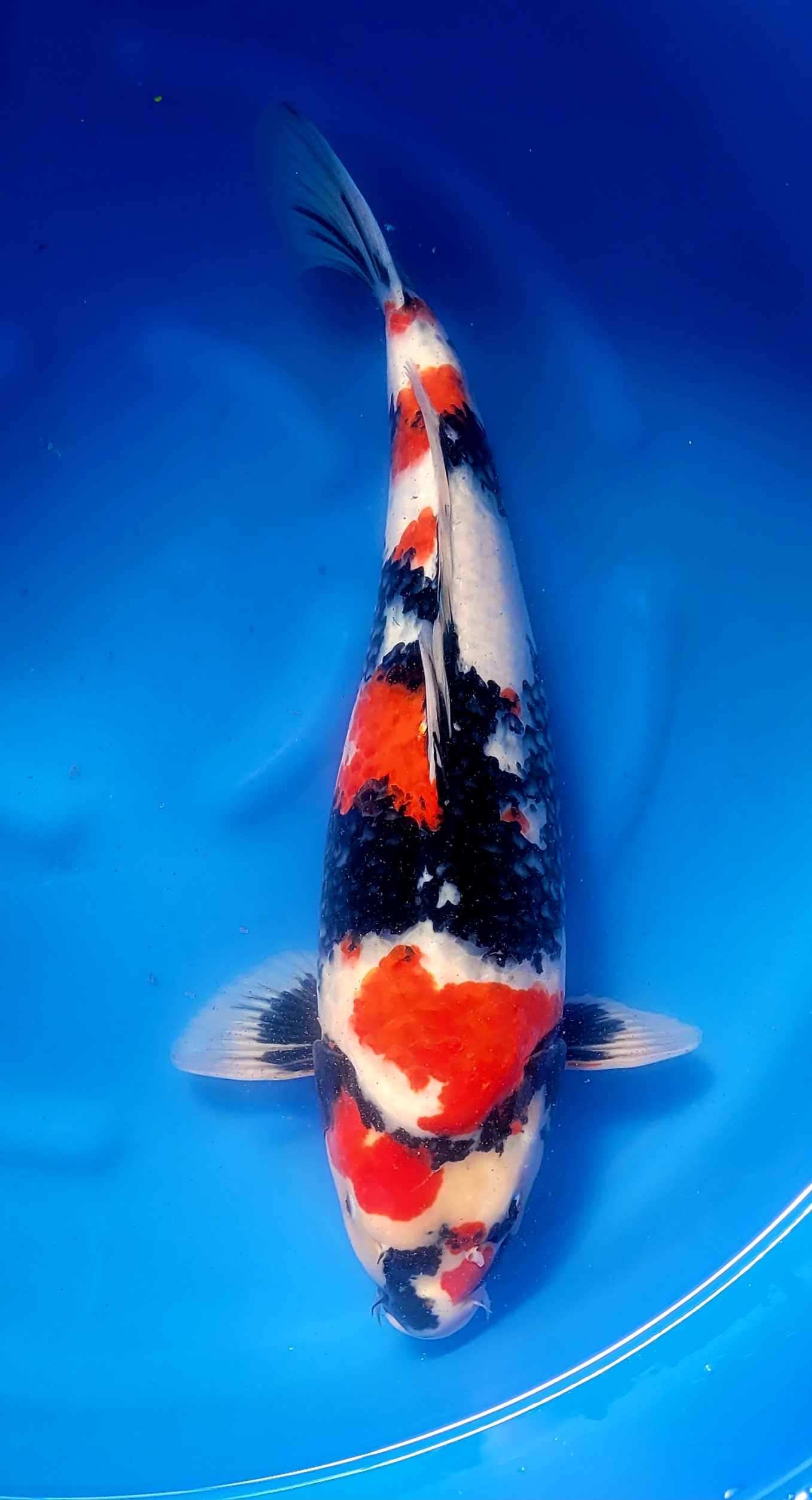 VHQ Showa incl. azukari