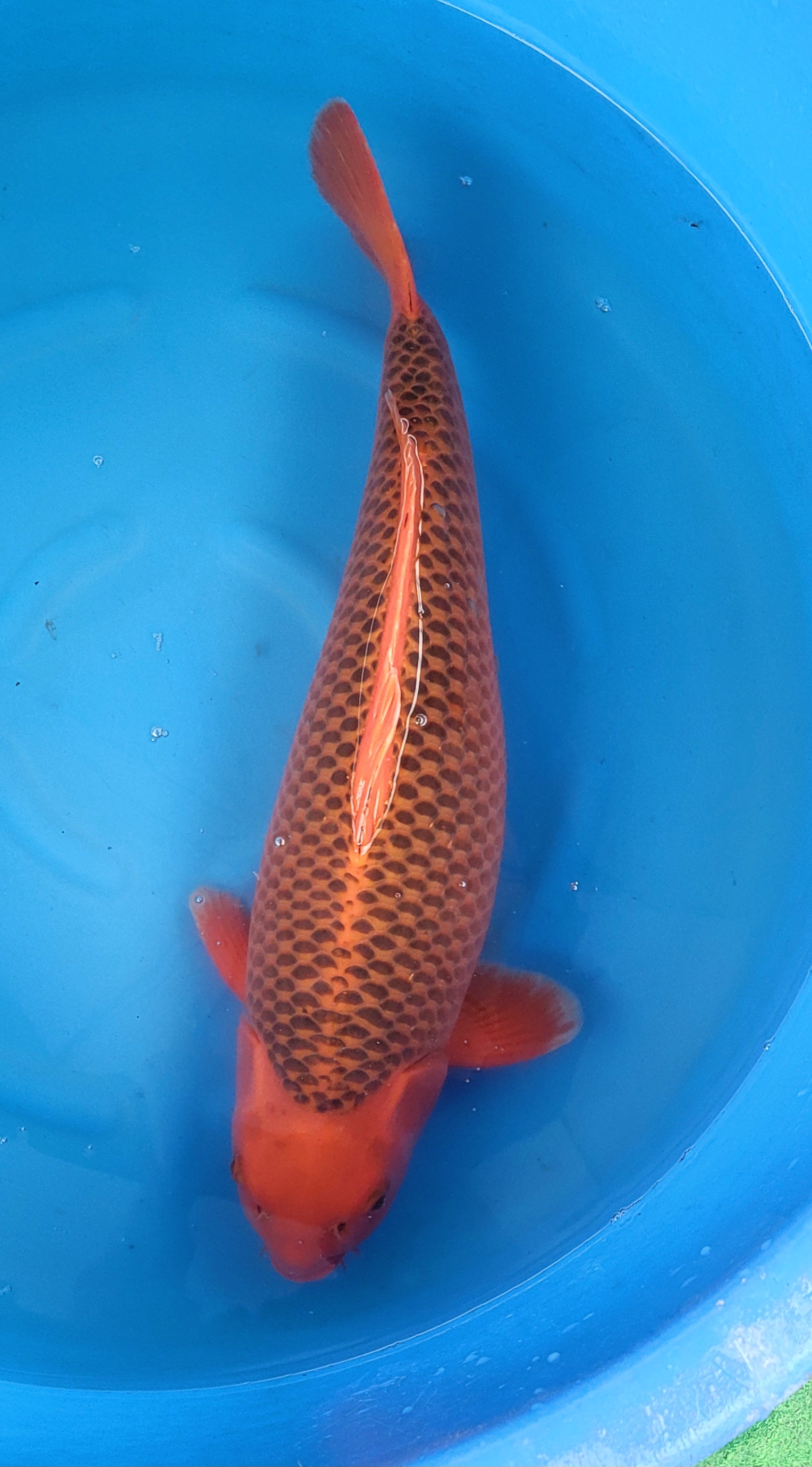 Aka Matsuba h1  sold