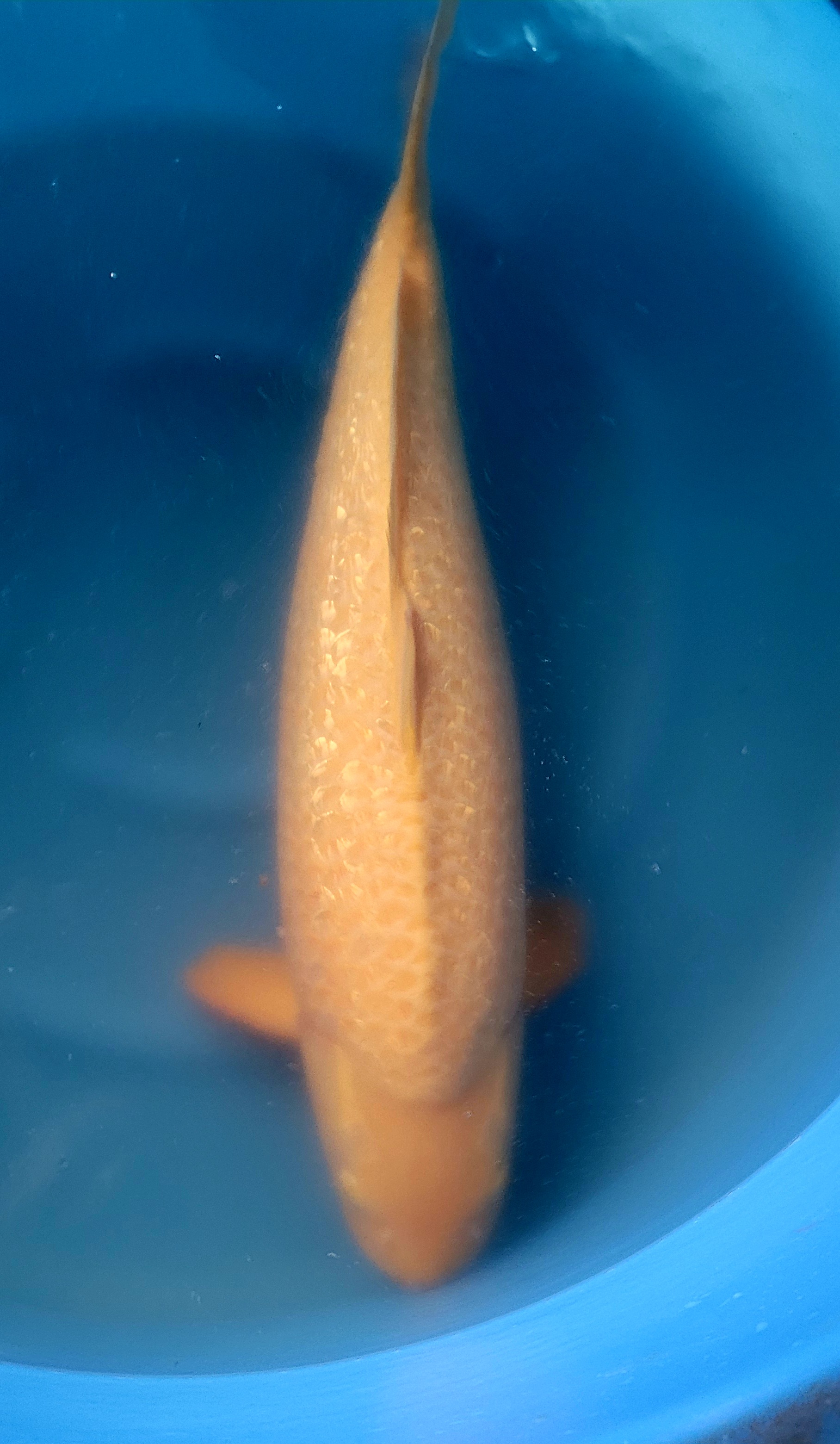 Ginrin Karashigoi m1