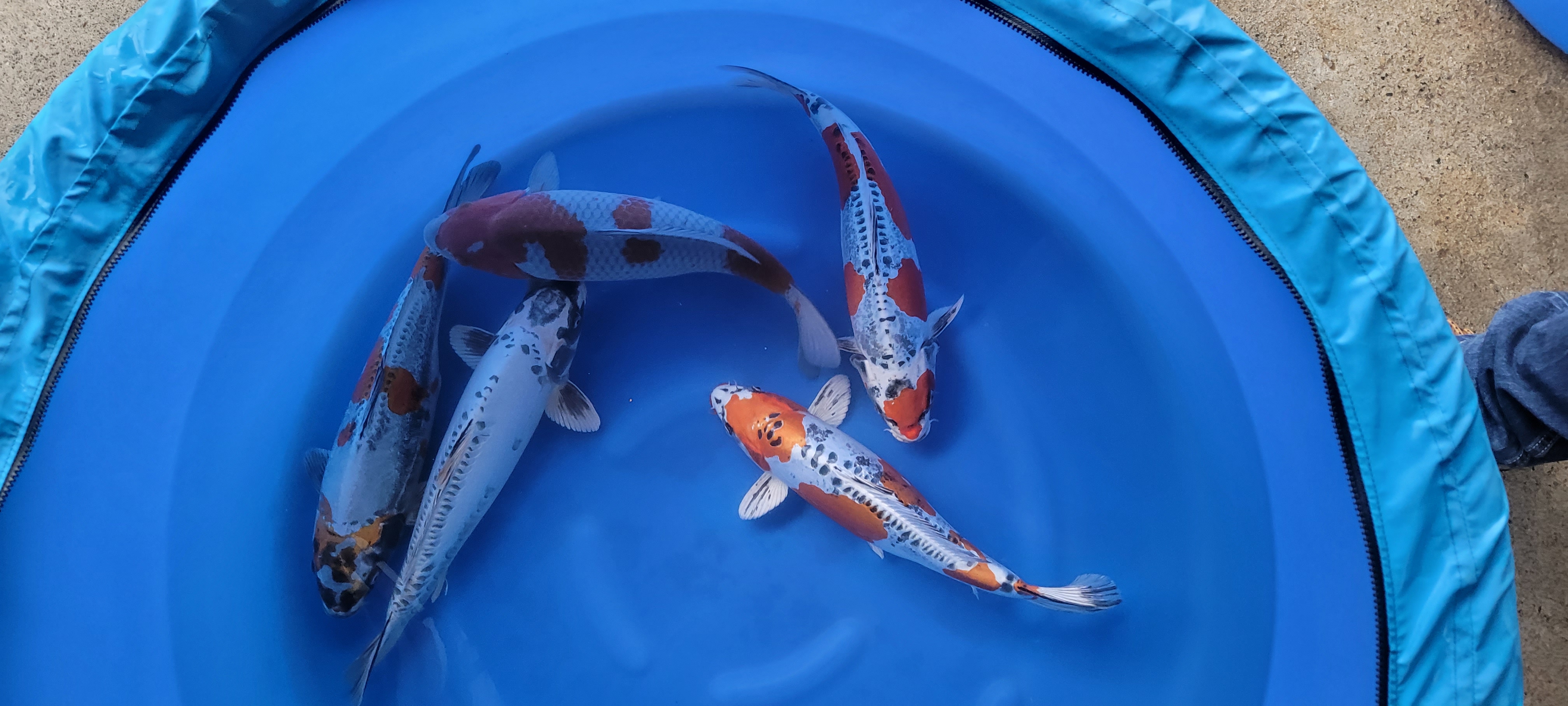 Kikukuryo / ochiba  mix