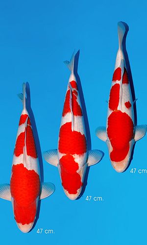 Kohaku Momotaro tosai