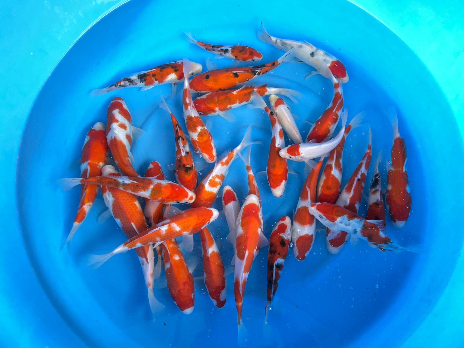 jumbo tosai  kohaku / sanke  1